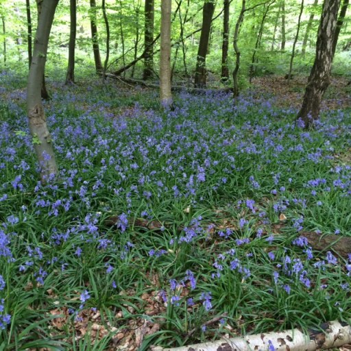Oakwood Covert